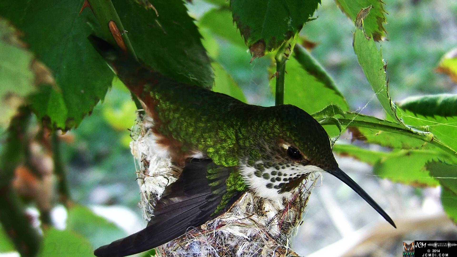 Allen's Hummingbird female in nest 